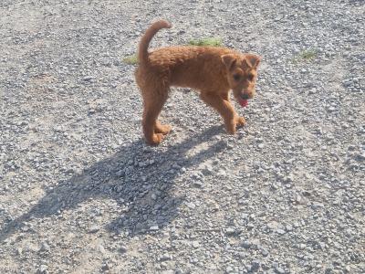 IKC Registered Irish Terrier puppies in Cork