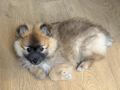 Beautiful male Pomeranian puppy in Carlow