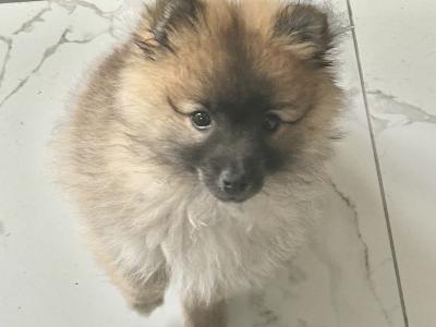 Beautiful male Pomeranian puppy in Carlow