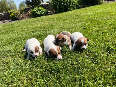 Male Jack Russell Puppies