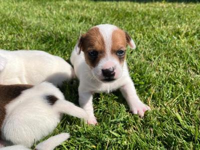 Male Jack Russell Puppies