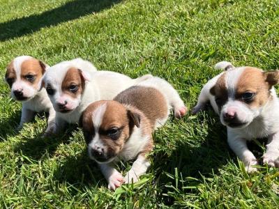 Male Jack Russell Puppies