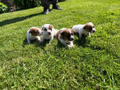 Male Jack Russell Puppies