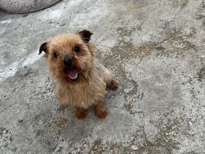 Male Yorkshire Terrier 16 months old in Wicklow