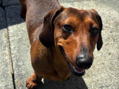 Red Dachshund for stud in Limerick
