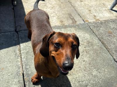Red male Dachshund for stud
