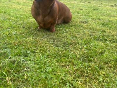 Red Dachshund for stud in Limerick