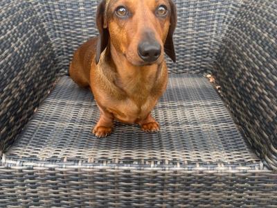 Red Dachshund for stud in Limerick