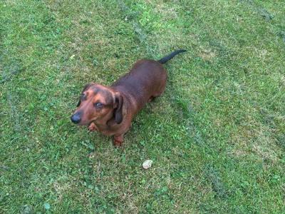 Red Dachshund for stud in Limerick