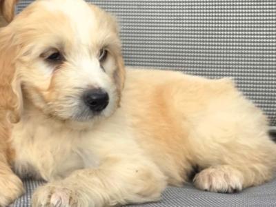 Stunning Golden Irish Doodle puppies