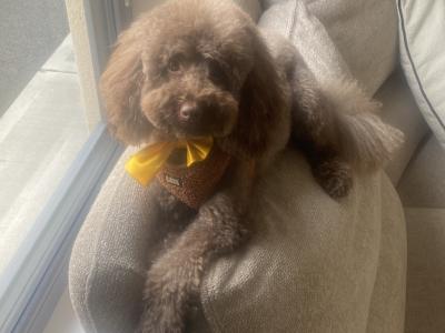 Beau the chocolate Toy Poodle at stud ikc