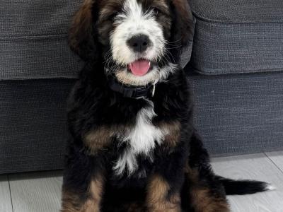 F1b Standard Bernadoodle puppies in Tipperary