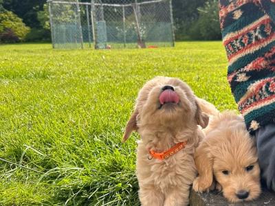 Fb1 Goldendoodle puppies in Wexford