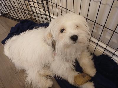 Cute male Maltese x Shih Tzu puppy in Dublin