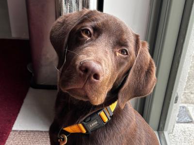 Rehoming a Chocolate male Labrador puppy 5 months old in Kildare