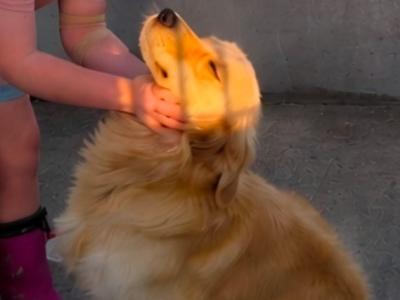 Golden Retriever stud in Kildare