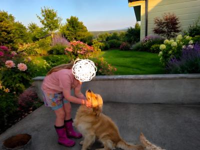Golden Retriever stud in Kildare