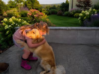 Golden Retriever stud in Kildare