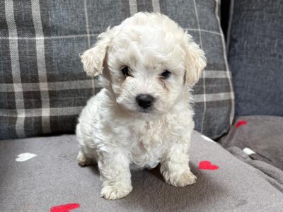Beautiful Bichon Frise puppies in Galway