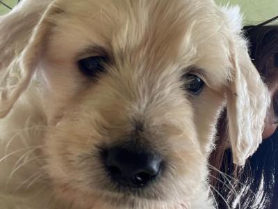 Goldendoodle puppies in Kildare