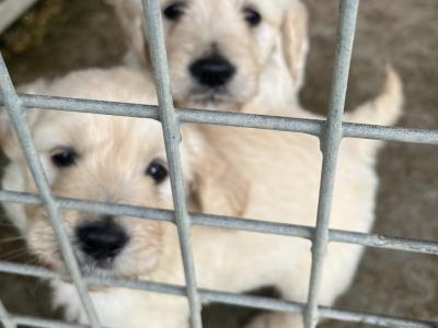 Goldendoodle puppies in Kildare