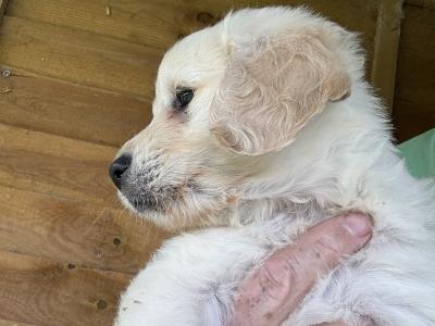 Goldendoodle puppies in Kildare