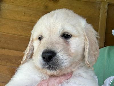 Goldendoodle puppies in Kildare