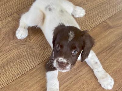 Litter of pedigree Springer Spaniel puppies for sale in Kerry