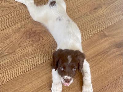 Litter of pedigree Springer Spaniel puppies for sale in Kerry