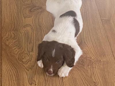 Litter of pedigree Springer Spaniel puppies for sale in Kerry