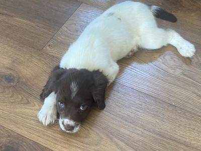 Litter of pedigree Springer Spaniel puppies for sale in Kerry