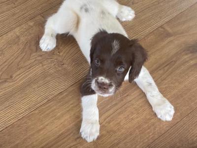 Litter of pedigree Springer Spaniel puppies for sale in Kerry