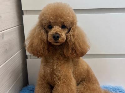 Minature Poodle for stud🧡