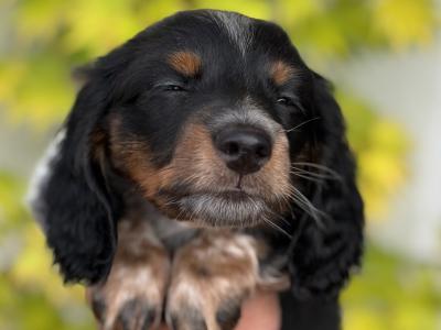 Longhair Miniature Piebald Dachshunds