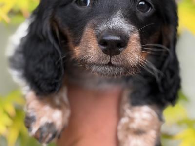 Longhair Miniature Piebald Dachshunds