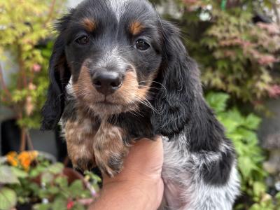 Longhair Miniature Piebald Dachshunds