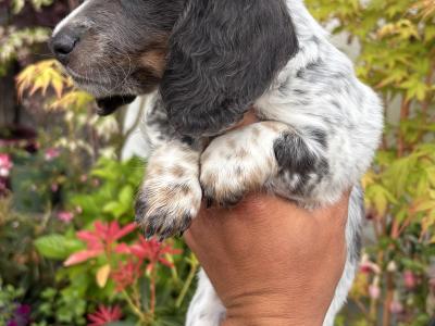 Longhair Miniature Piebald Dachshunds
