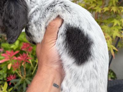 Longhair Miniature Piebald Dachshunds