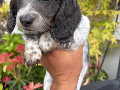 Longhair Miniature Piebald Dachshunds