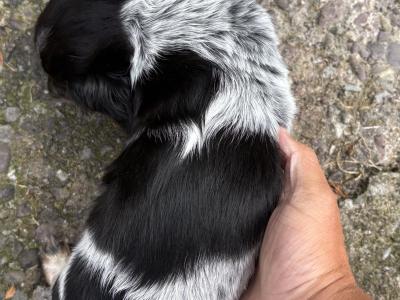 Longhair Miniature Piebald Dachshunds