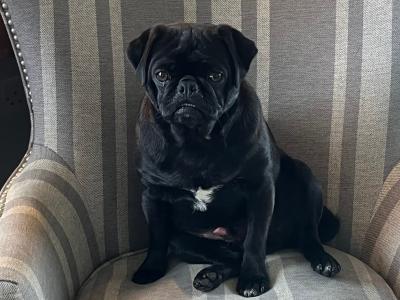 Ted is an IKC Registered male Black Pug dog in Waterford