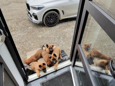 Belgian Malinois X puppies in Kildare