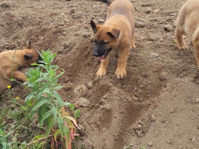 Belgian Malinois X puppies in Kildare