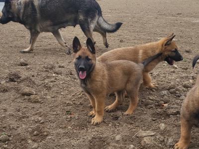 Belgian Malinois X puppies in Kildare