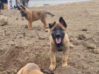 Belgium Malinous Puppies (Malinois X)