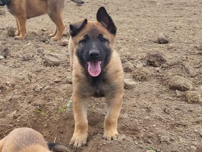 Belgian Malinois X puppies in Kildare
