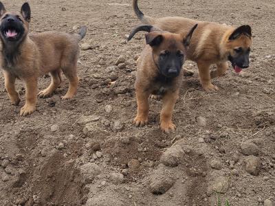 Belgian Malinois X puppies in Kildare