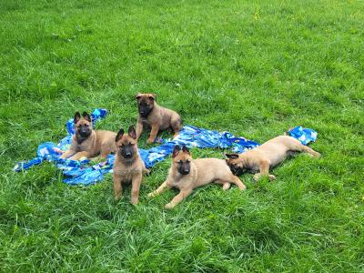 Belgian Malinois X puppies in Kildare