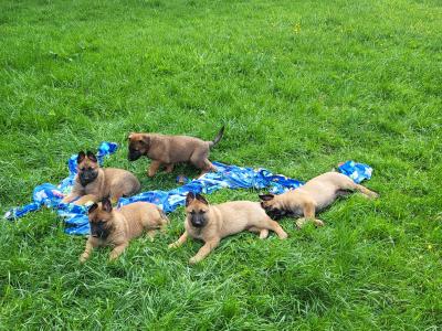 Belgian Malinois X puppies in Kildare