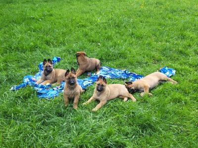 Belgian Malinois X puppies in Kildare
